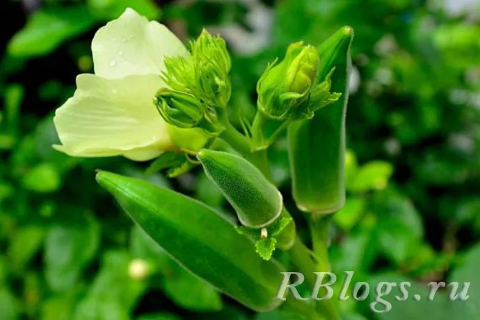 Растение бамия с цветком и стручками