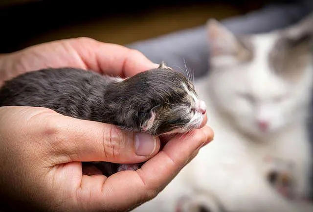 Помощь кошке при родах