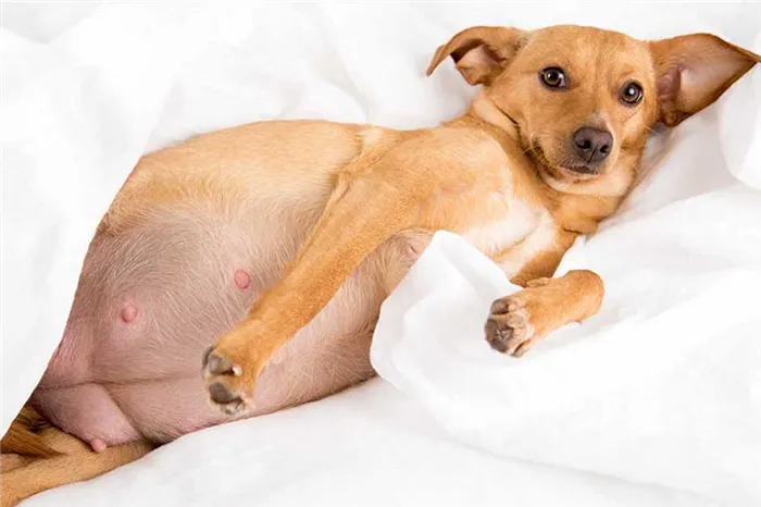Беременная собака - фото