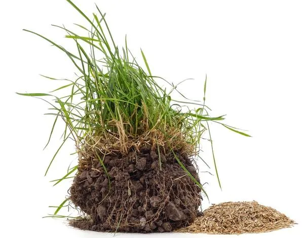 Злаковые травы имеют очень разные характеристики и особенности развития. Очень важно их знать, чтобы понимать, какое травянистое покрытие вы получите