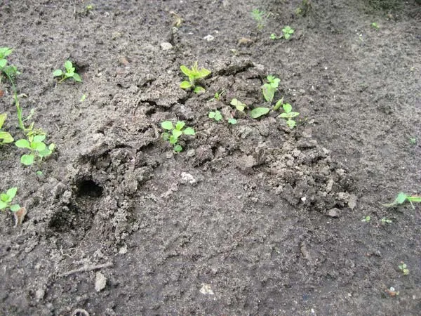 Ход (нора) медведки под землей в огороде