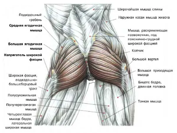 анатомия ягодичных мышц