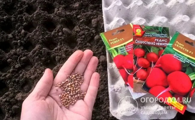 Покупные свежие семена сеют сухими, используя в работе привычные садовые инструменты или удобные подручные приспособления, например, лоток для яиц