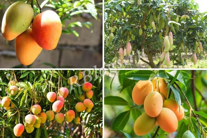 Плодоносящие манговые деревья