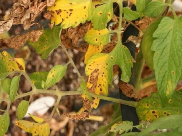 Почему желтеют листья у помидоров в теплице: главные причины + способы лечения