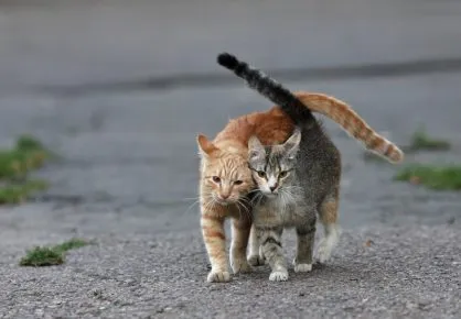 Уличные коты жмутся друг к другу