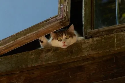 Кот выглядывает из открытого окна