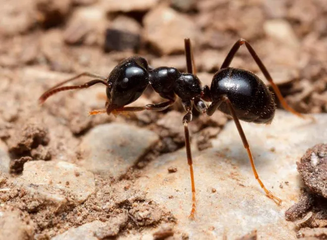 Черные садовые муравьи