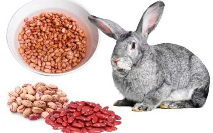 кролик и фасоль