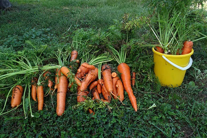Как правильно посадить морковь под зиму