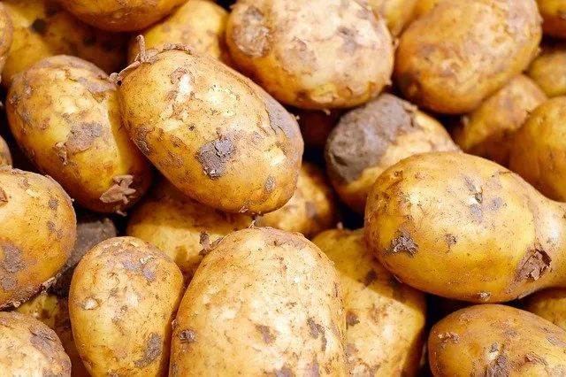 как посадить картошку после лука