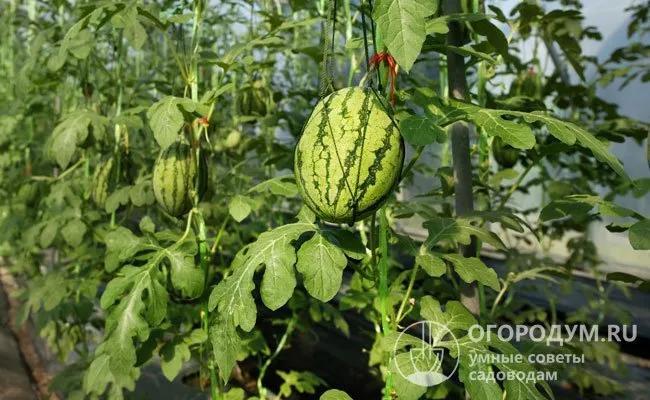 При вертикальном выращивании в теплицах плоды помещают в сетки и подвязывают к опорам