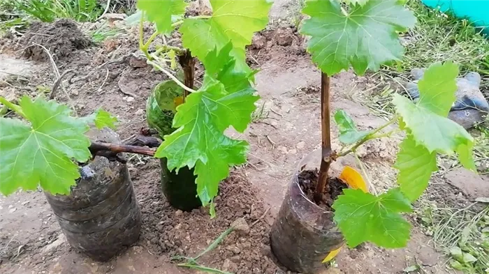 Как правильно производить посадку винограда весной в открытый грунт