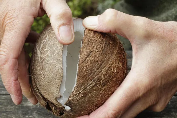 кокос в руках