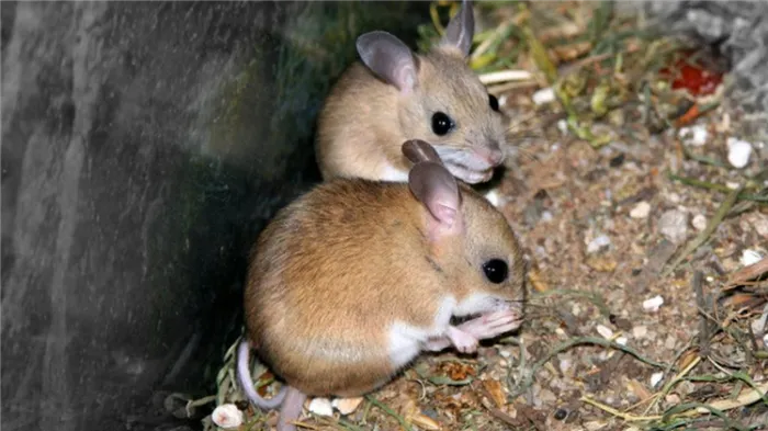 восточно австралийская мышь