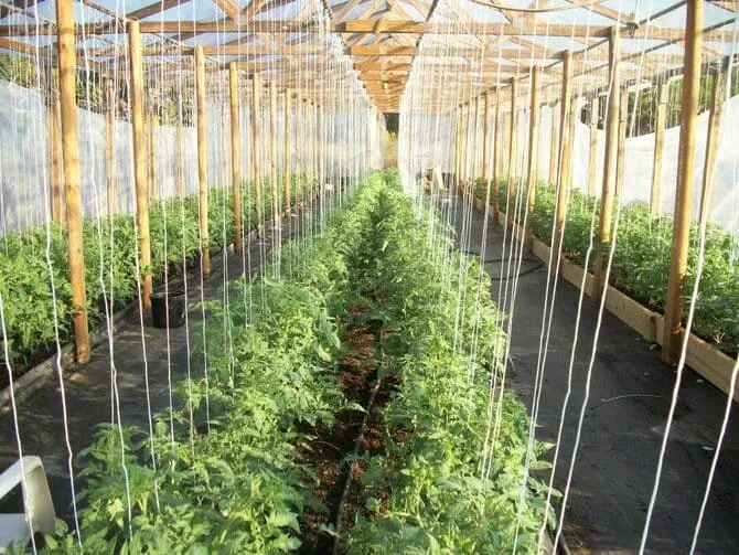 Фото подвязки помидоров в теплице