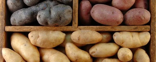 Классификация сортов картофеля