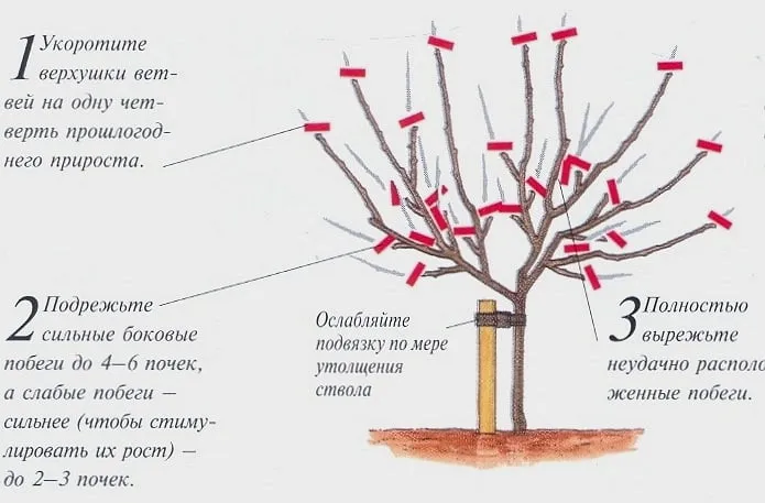 Пошаговая инструкция по обрезке яблонь весной для садоводов-новичков