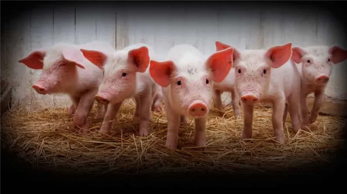 Почему мусульмане не едят свинину: религиозные мотивы