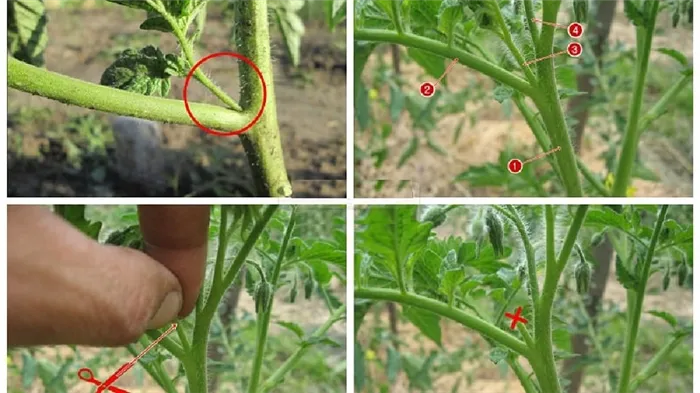 Поэтапная инструкция для начинающих огородников: как правильно пасынковать помидоры в теплице и зачем это нужно