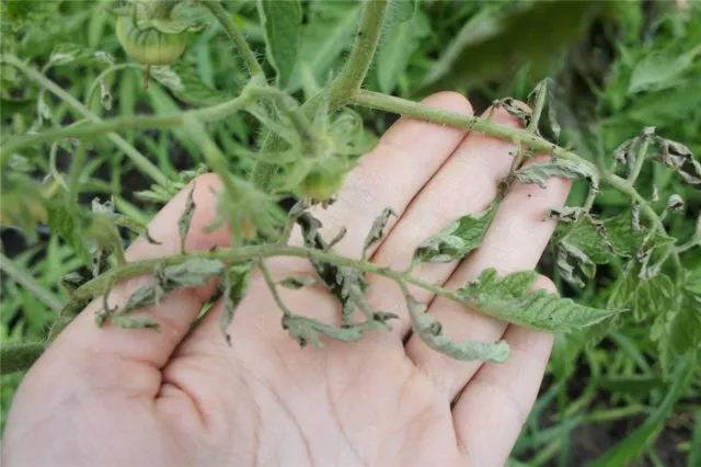 Почему скручиваются листья у томатов в теплице и как помочь растению