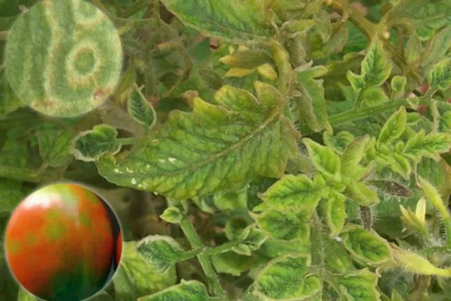Почему скручиваются листья у томатов в теплице и как помочь растению