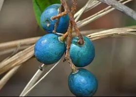 Голубой квандонг – плоды бисерного дерева