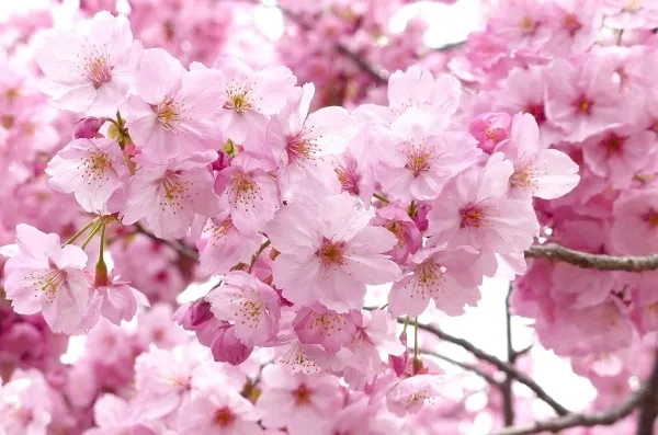 Цветение символа Японии сакуры. Фото, даты, праздник цветения, туры
