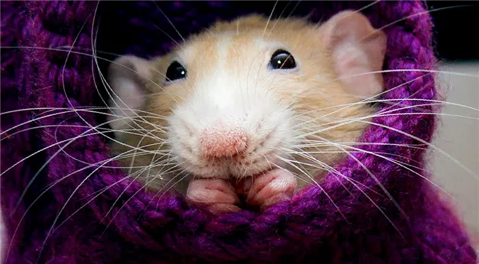 сколько живут крысы в домашних условиях