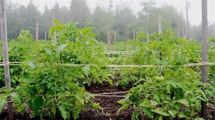 Топ-6 лучших способов, как подвязывать помидоры в теплице: пошаговые инструкции и советы огородников со стажем