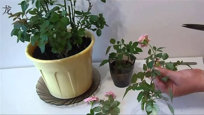 Как ухаживать за домашней розой в горшке - руководство для начинающих цветоводов