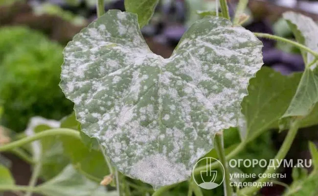 Бело-пепельный налет покрывает листья, стебли, завязи, нарушая фотосинтез и питание растений