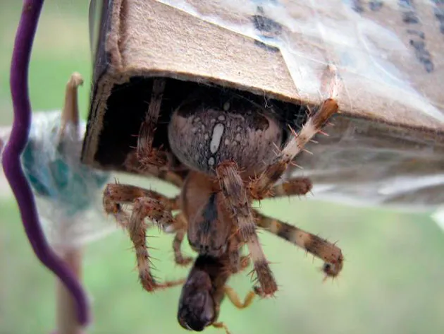 При кормление пауков в домашних условиях, необходимо давать в пищу насекомых не больше размера паука