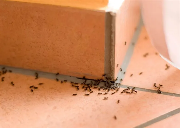 Методы борьбы с муравьями в квартире