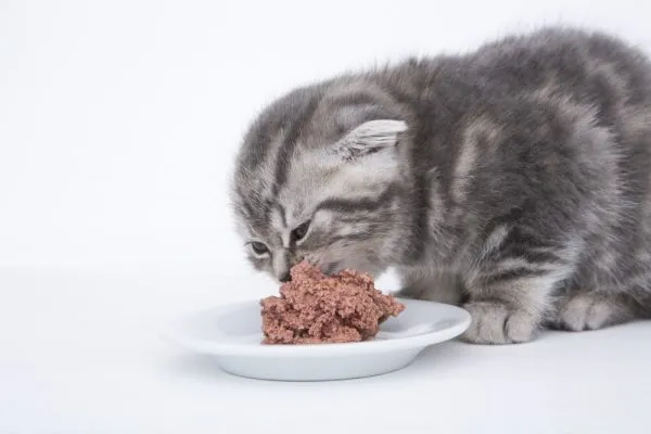Котёнок ест