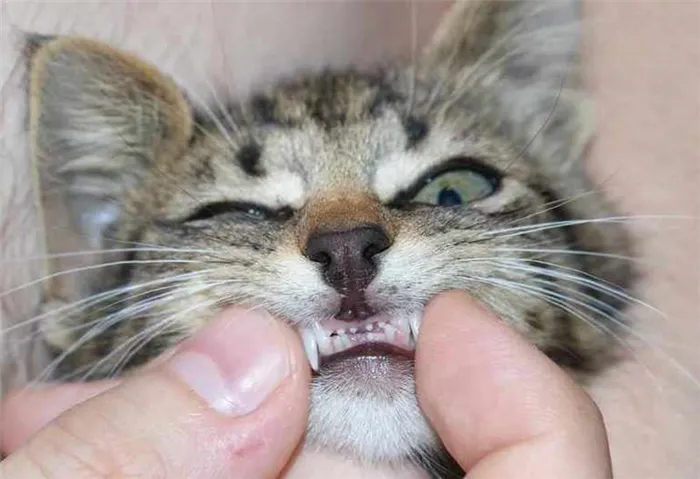 Строение зубов у котенка