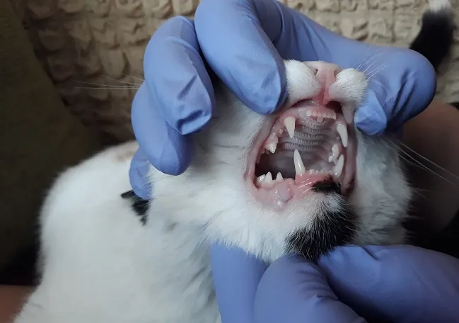 Молочные зубы котенка