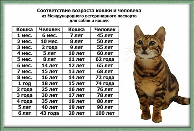 Сравнительная таблица возраста кошки и человека