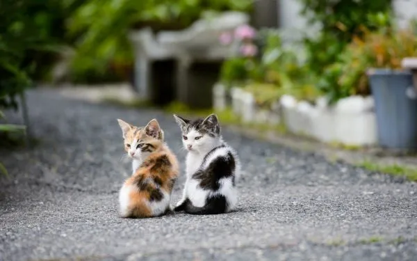 Два котёнка на дороге