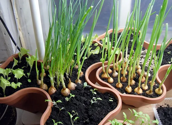 Секреты выращивания зелёного лука − как растёт ваше здоровье на грядке и подоконнике