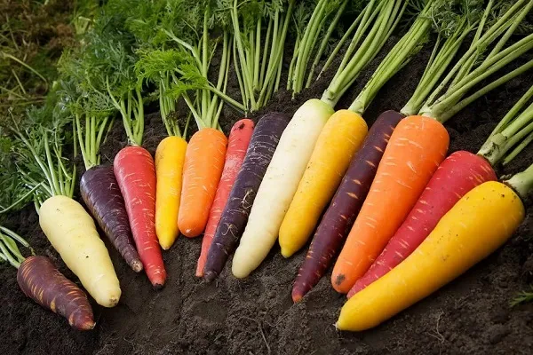 Морковь разных сортов