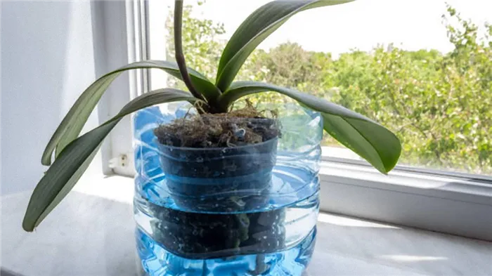 Орхидея в емкости с водой