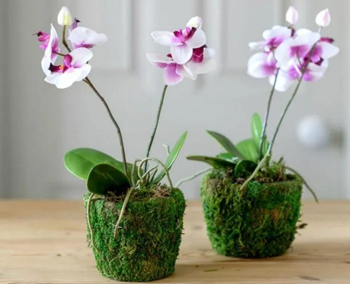 Размножение орхидеи отводками