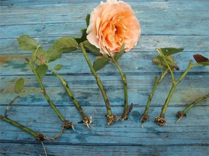 как вырастить розу из черенка