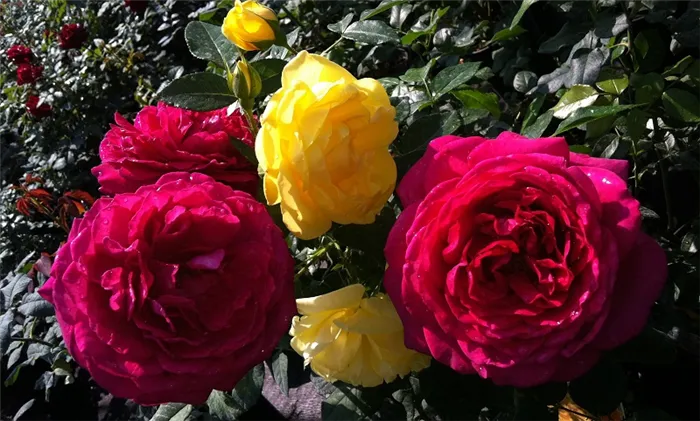 Как сажать розы весной после покупки: подробный гид для садоводов