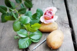 Вырастить розу из картошки