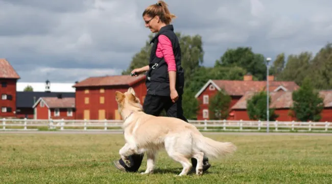 Как научить собаку команде рядом на поводке и без поводка