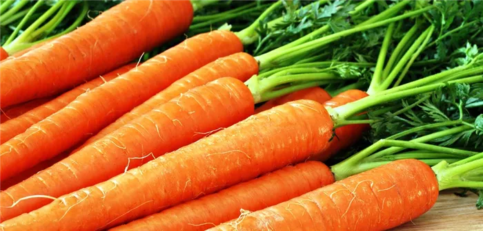 Подготовка площади для посадки моркови