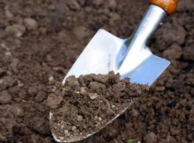 Подготовка почвы для клубники