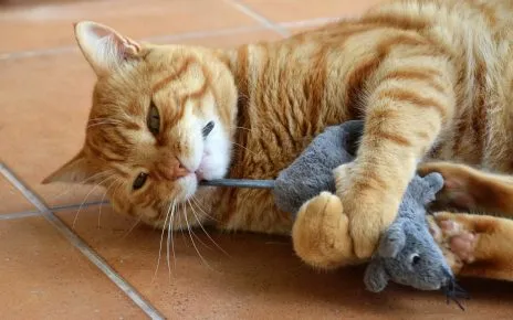 Кошка с игрушкой